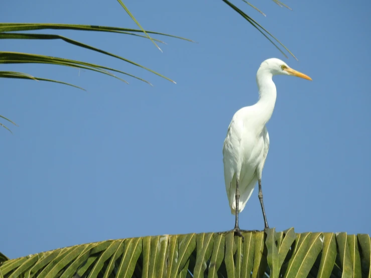 a white bird with an orange beak perched on top of palm leaves