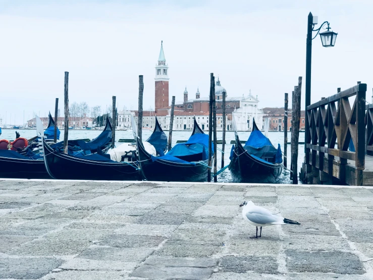 a seagull sitting on the ground next to a dock