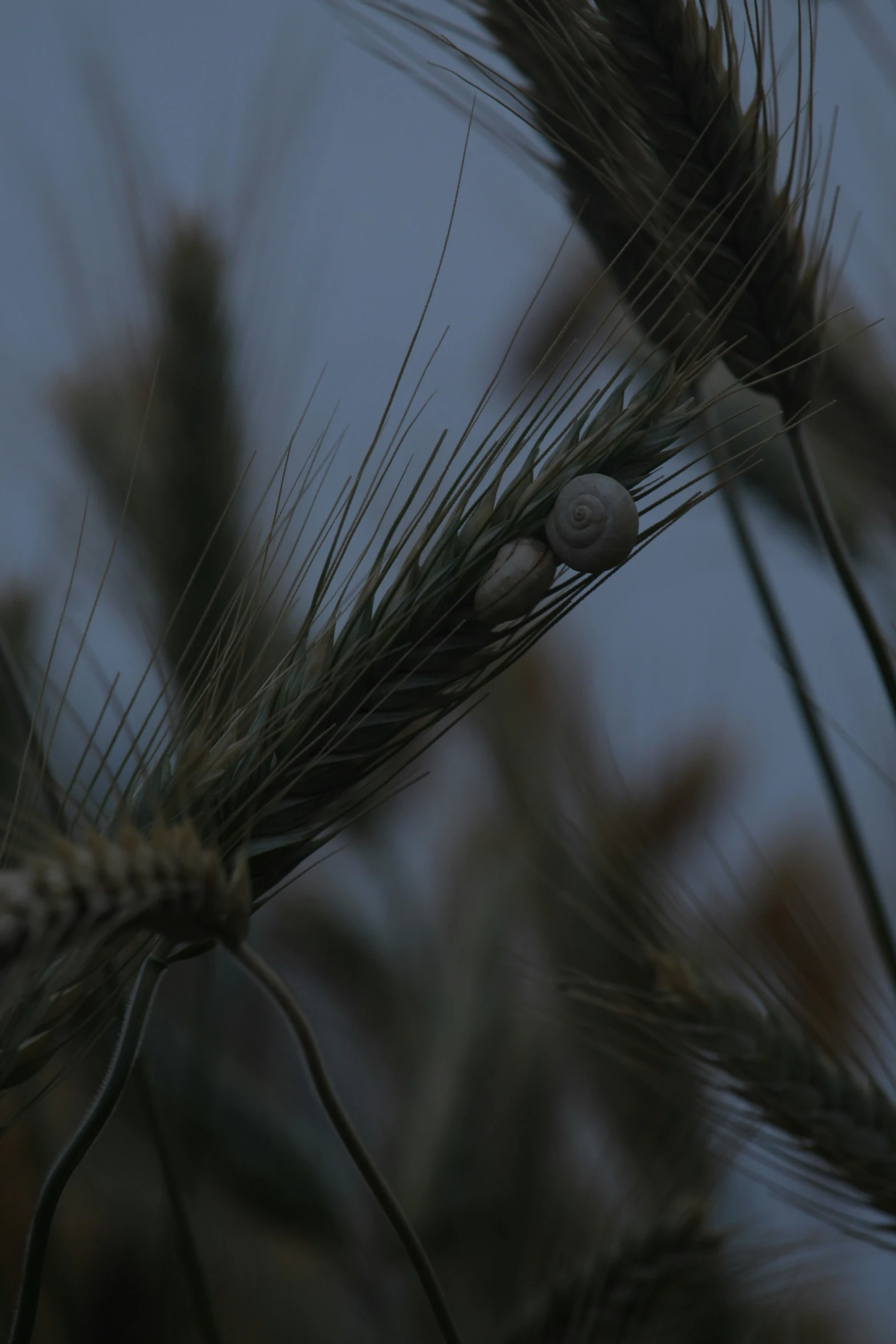 a picture of some plants with their seeds on them