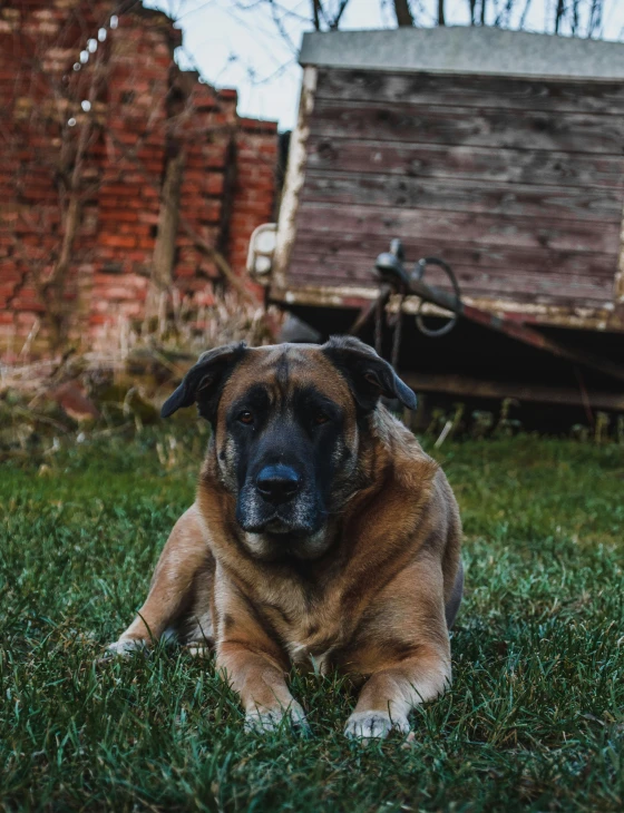 a large brown and black dog laying on top of green grass