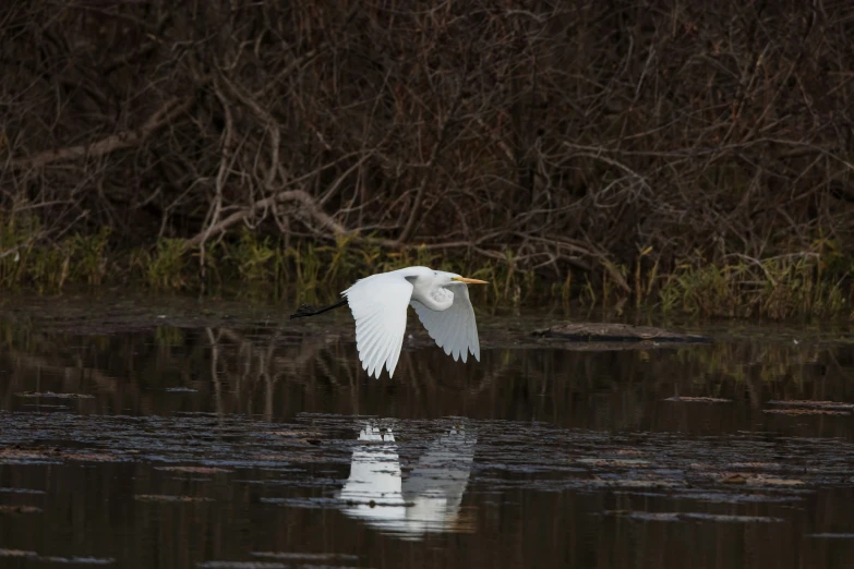 a white bird flying over a lake in the middle of a forest