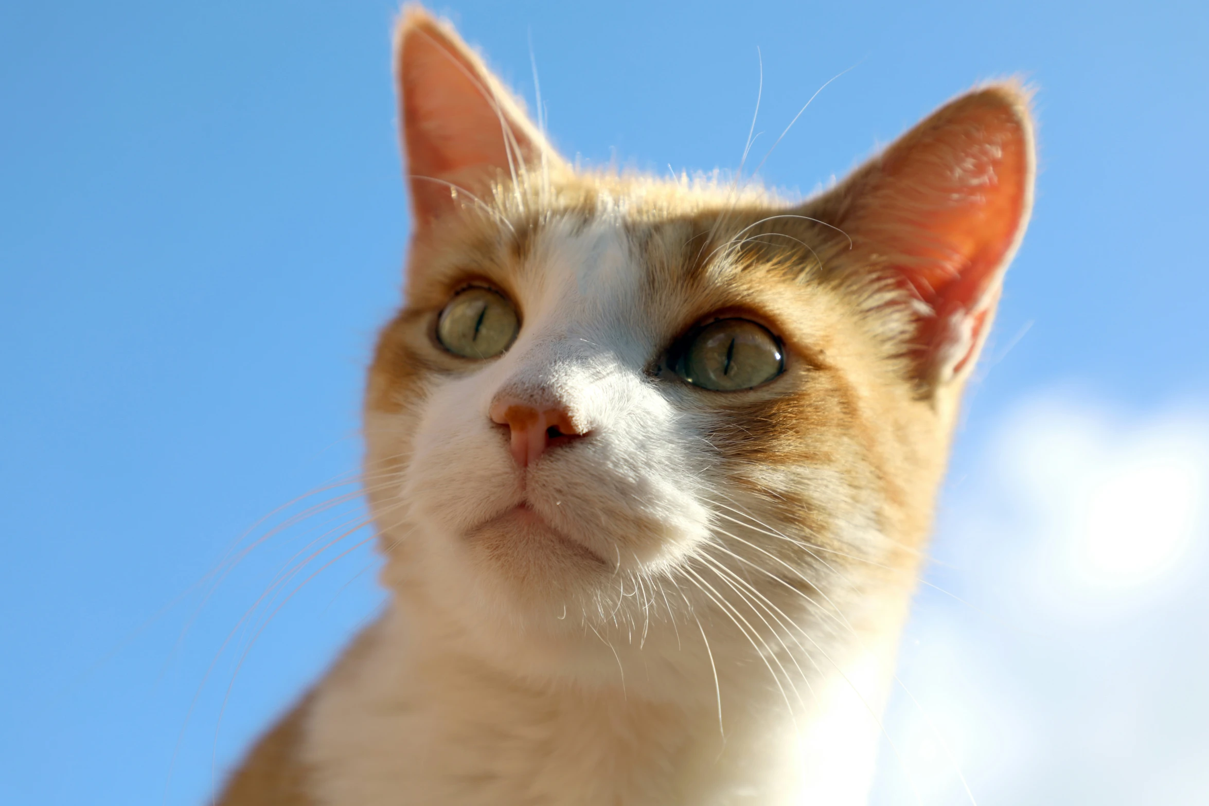 a cat is looking into the camera with his eyes wide open