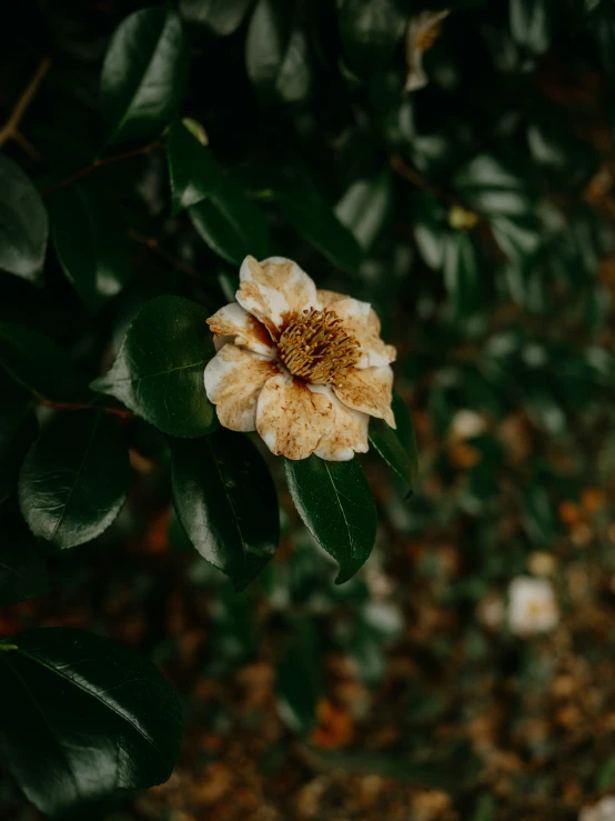 a flower on the right and the other side of it in focus