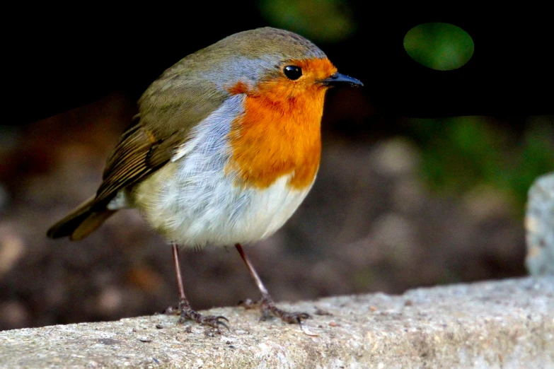 a little bird sitting on top of a wooden beam