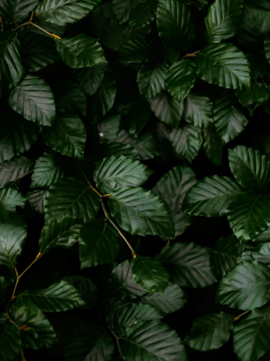 many green leaves cover the ground for a background