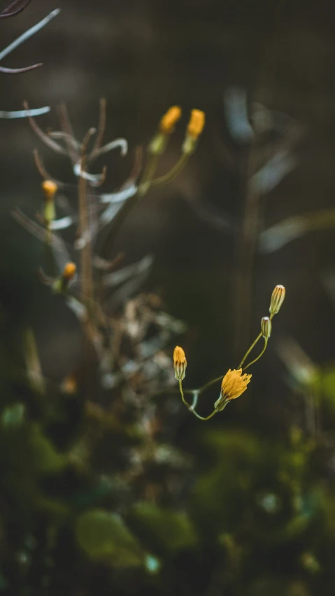 small yellow flowers in the middle of the woods