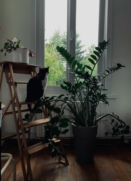 a cat is sitting in a room by a plant