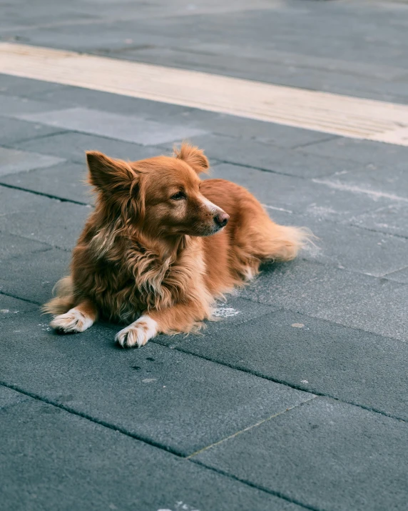 the dog is sitting on the sidewalk alone