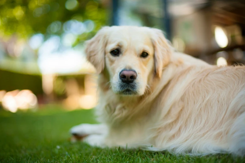 an image of a dog that is in the grass