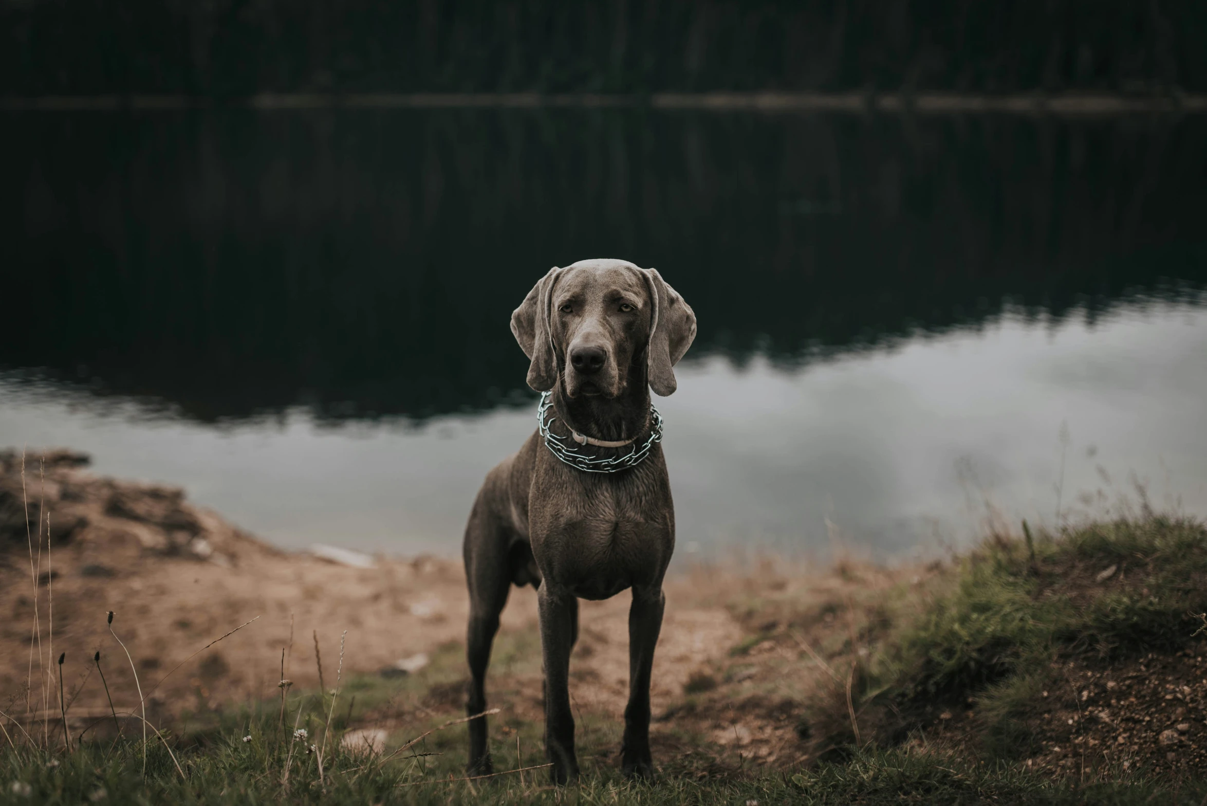 a dog wearing a collar on the side of a body of water