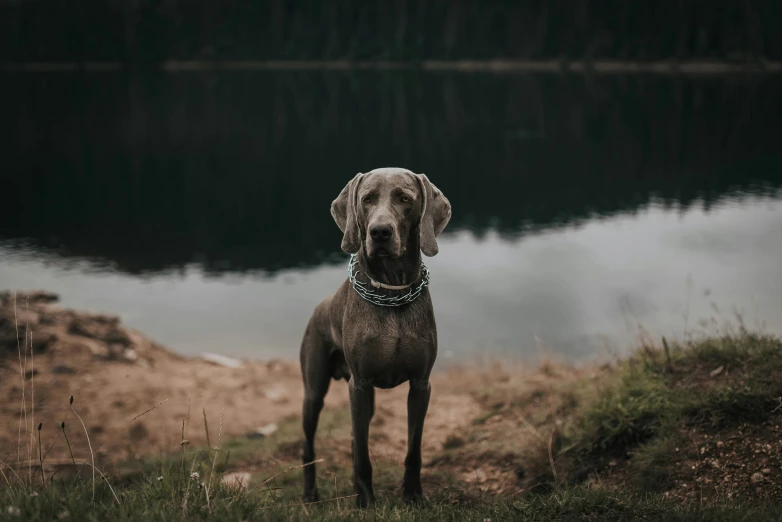 a dog wearing a collar on the side of a body of water
