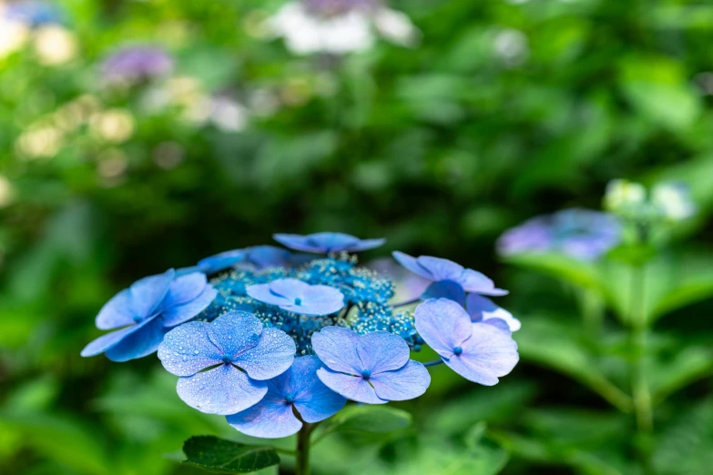 blue flowers with water drops in a garden