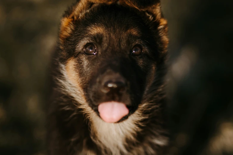 closeup of a german shepherd with it's tongue hanging out