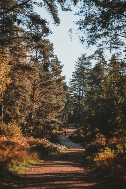 a narrow pathway is shown through a group of trees