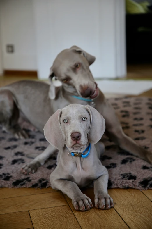 two weimar dogs are sitting on the floor