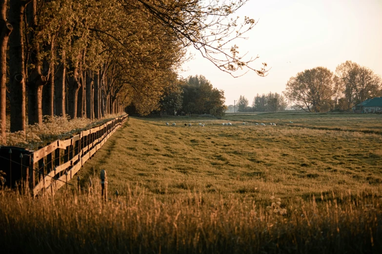 a field has sheep grazing in the background