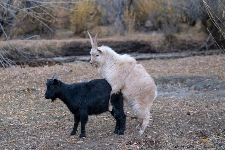 an animal standing next to another animal on top of dry grass