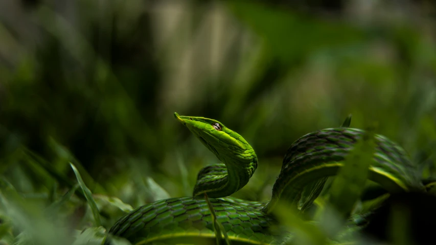 a small lizard that is crawling along some grass