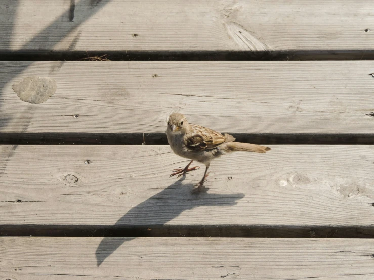 small bird standing on top of wooden boards