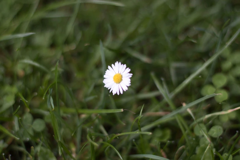 a lone daisy is sitting among the grass