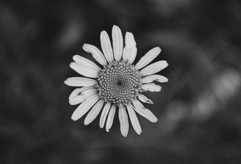 a flower in black and white on a table