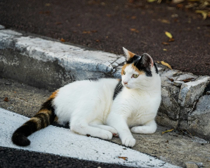 a cat with its front paws on the ground