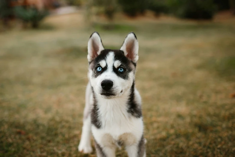 there is a small husky dog with blue eyes