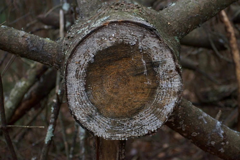 a wooden pole is leaning against a tree