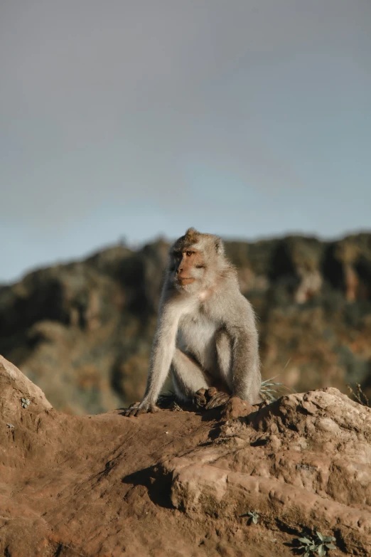 a close up of a monkey on a rock near some grass