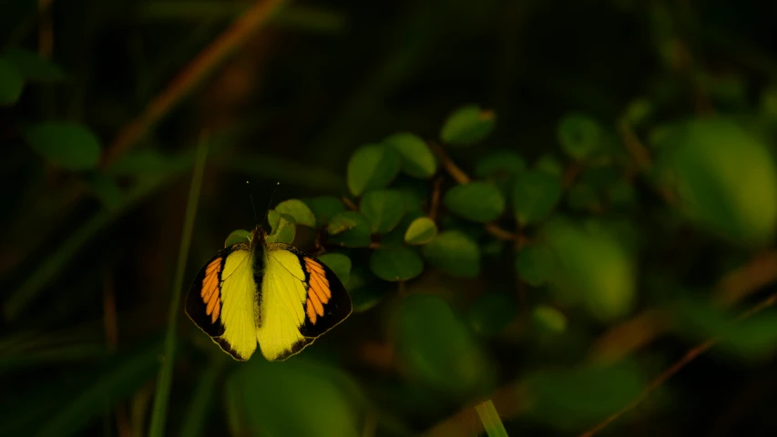 a small erfly resting on some green leafy plants