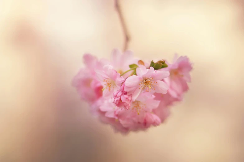 close up of pink flowers with watercolor background