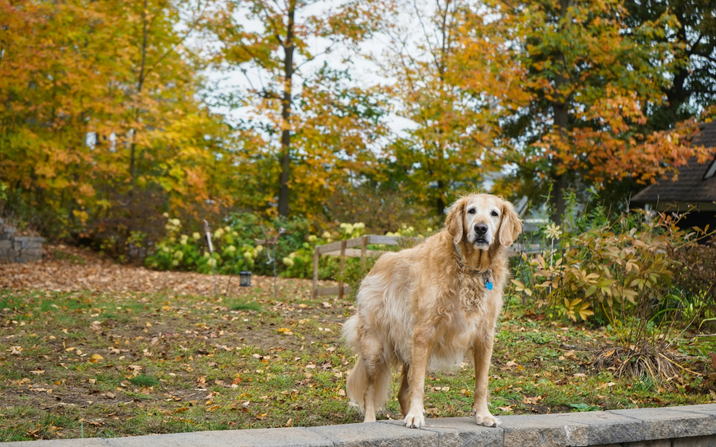 a dog is looking forward while standing on the sidewalk