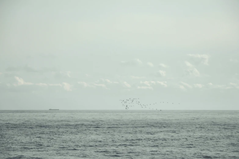 flock of birds flying over the ocean on an overcast day