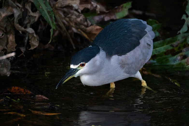 the bird is wading in water while looking for food