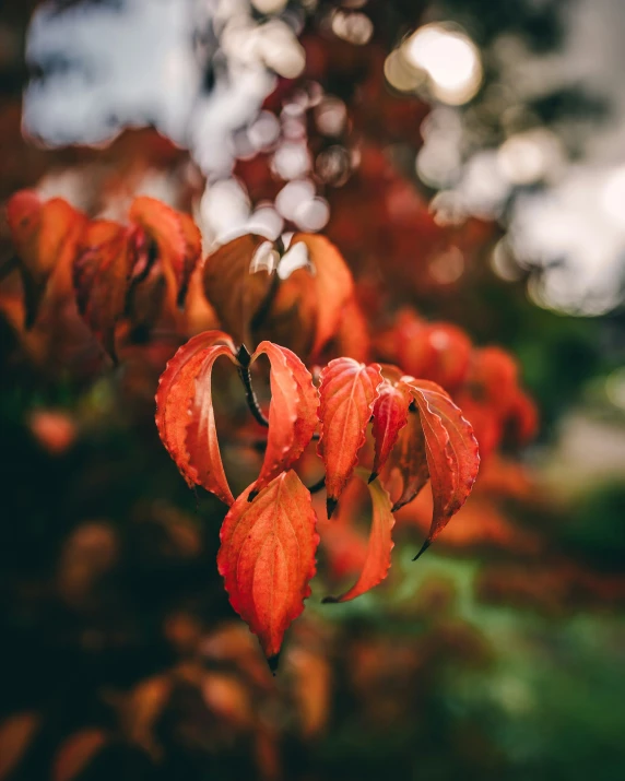 a plant with leaves in a close up view