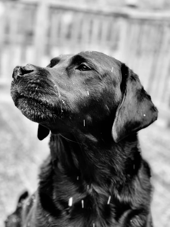 a black dog with white sprinkles sitting outside