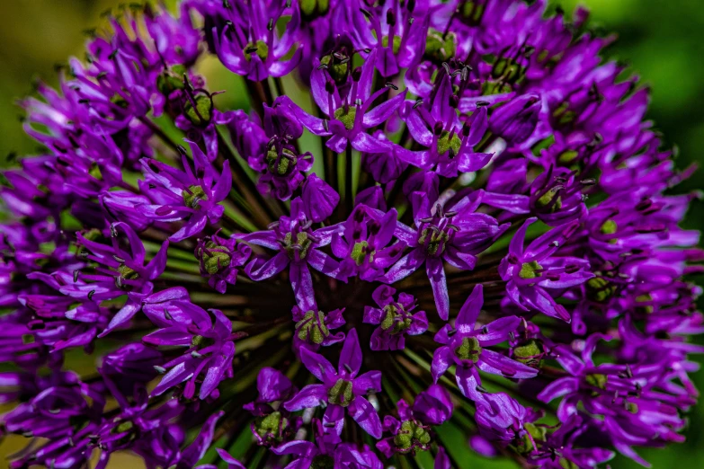 the top of a purple flower