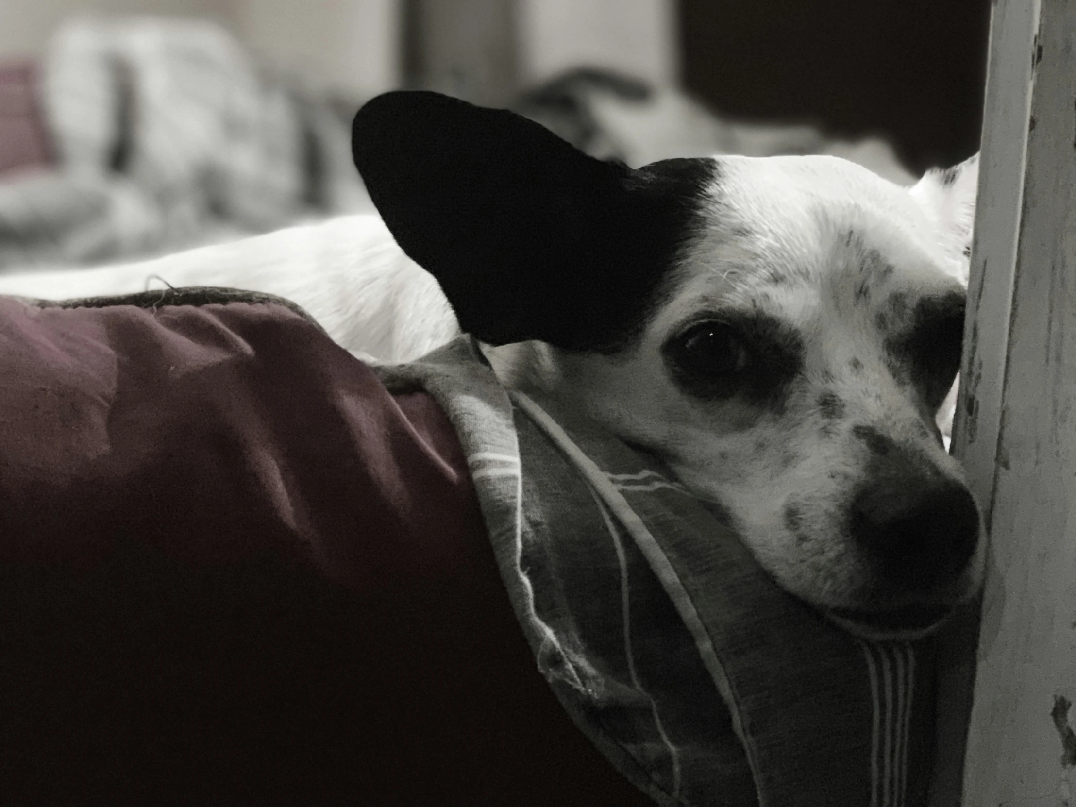 a dog is peeking through the hole in the blanket