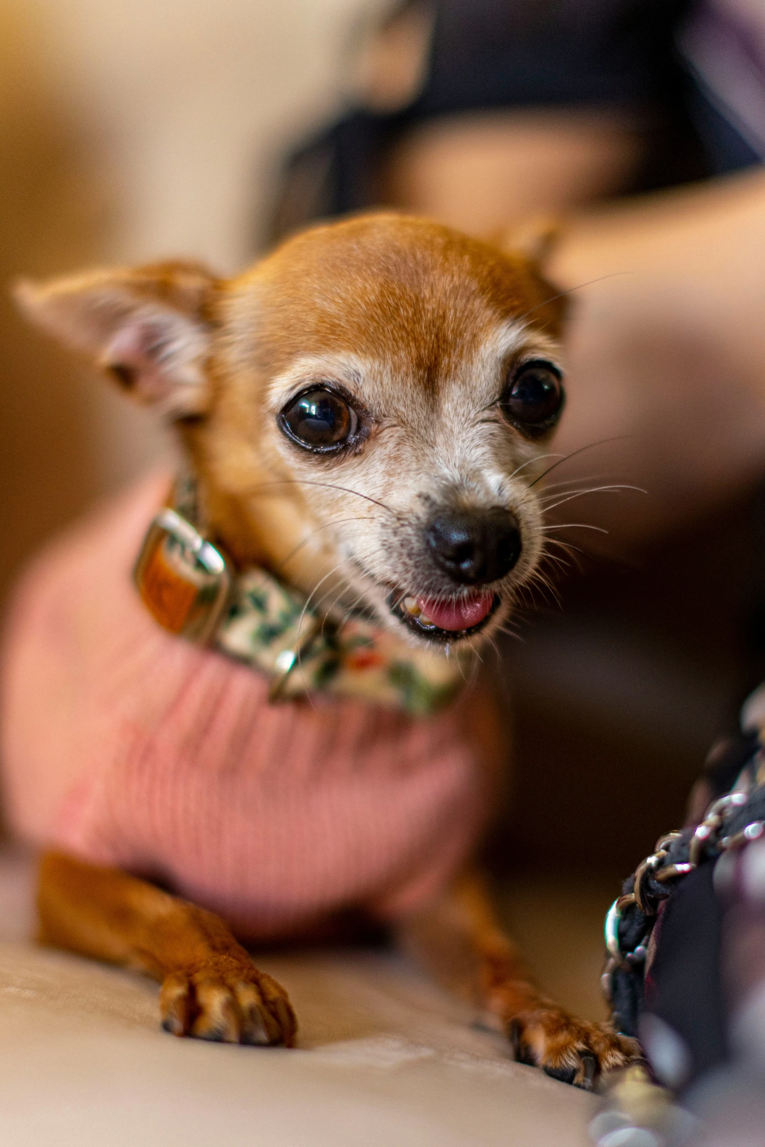 a dog with a pink sweater sitting on top of a couch