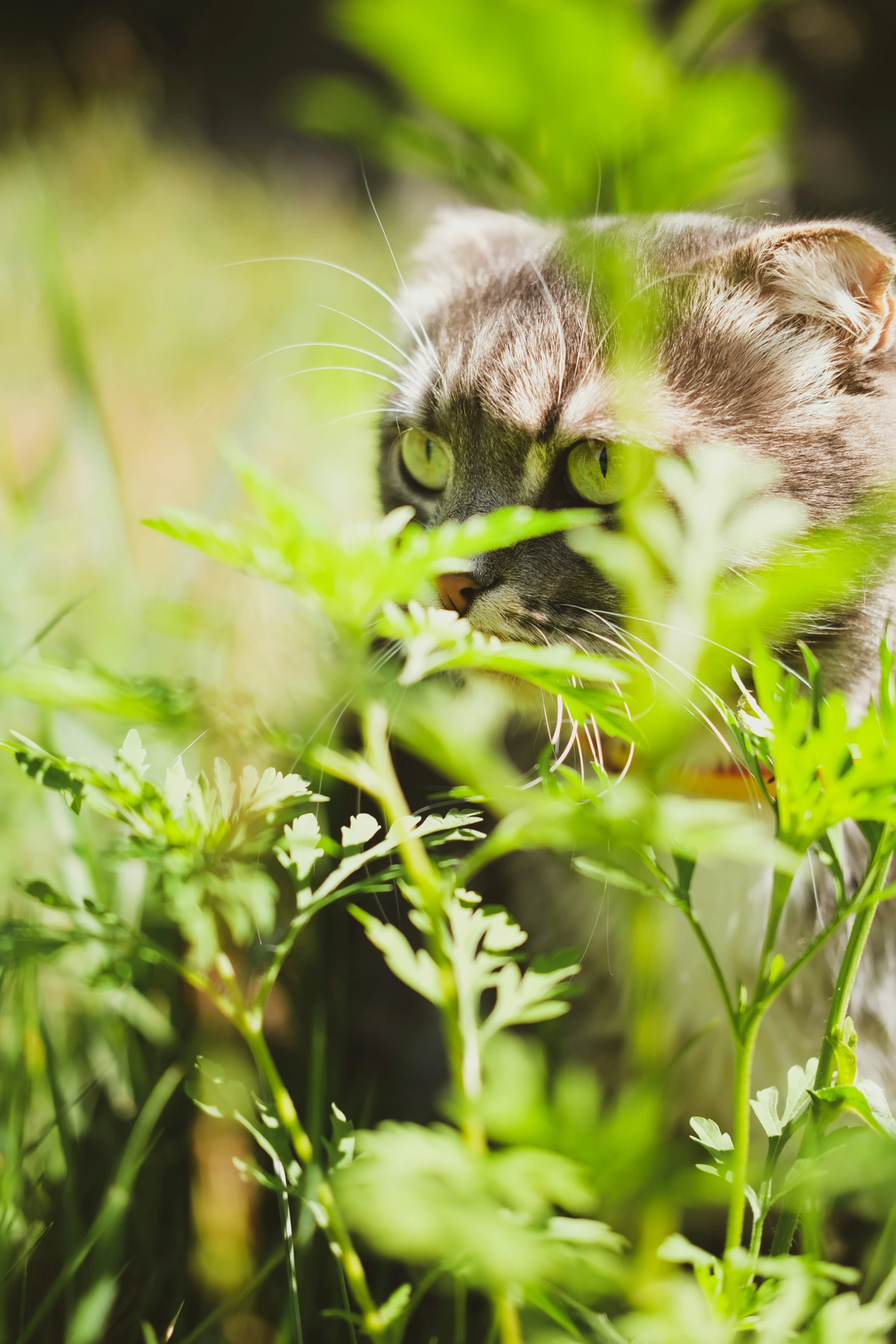 a small kitten looks out over grass