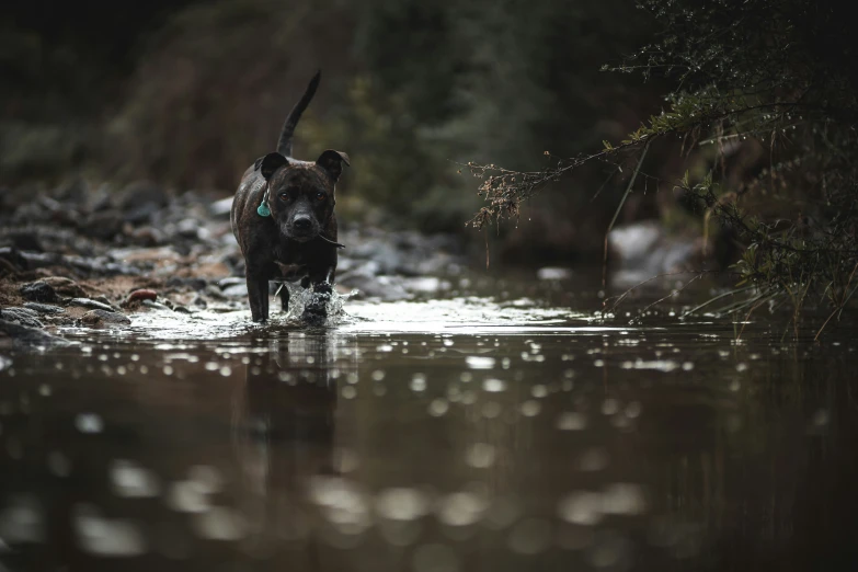 a wet black dog walking on a river