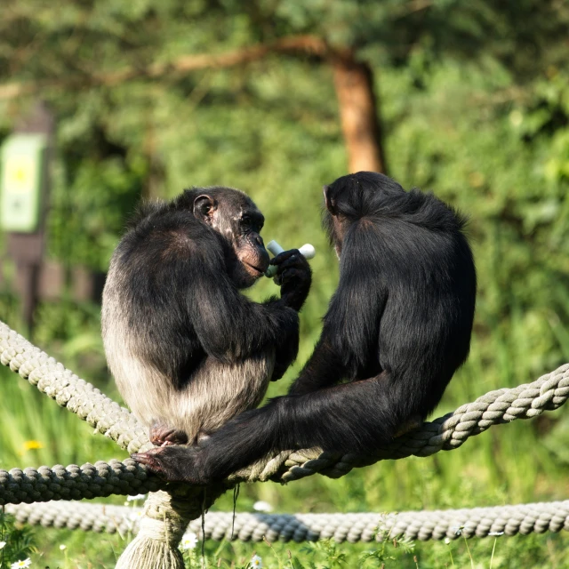 two chimpanose monkeys sitting in ropes on grass