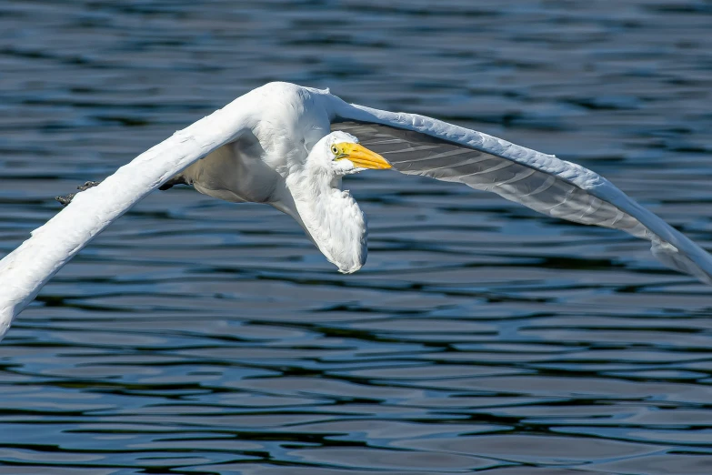 a single white bird flying over the ocean