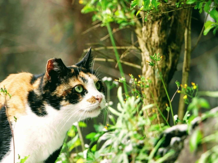 there is a cat that is standing next to some trees