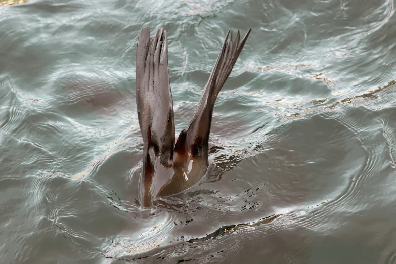 a large bird swims across the water