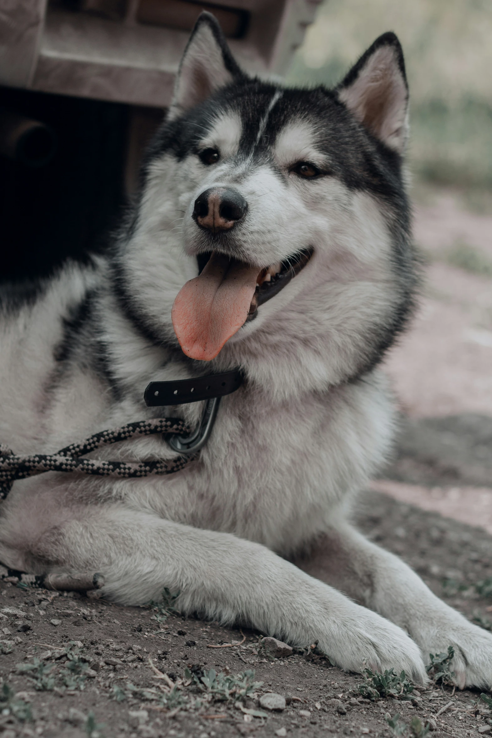 a husky lying down on the ground with a dog's collar