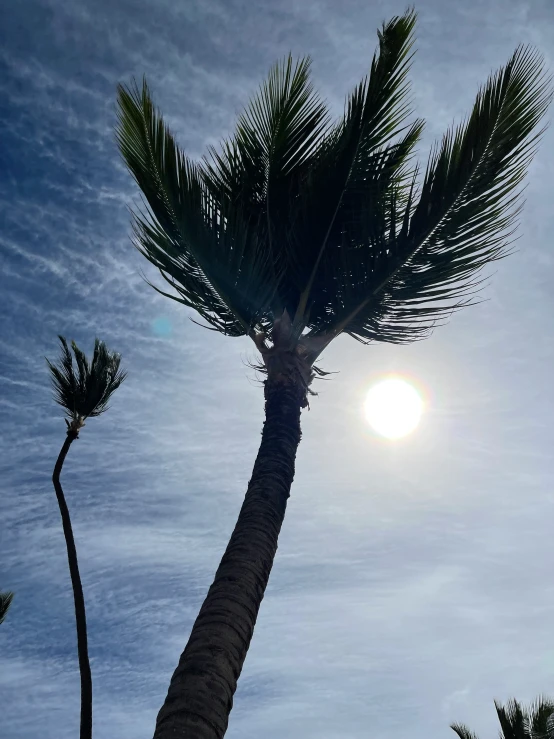 palm trees and the sun through the clouds