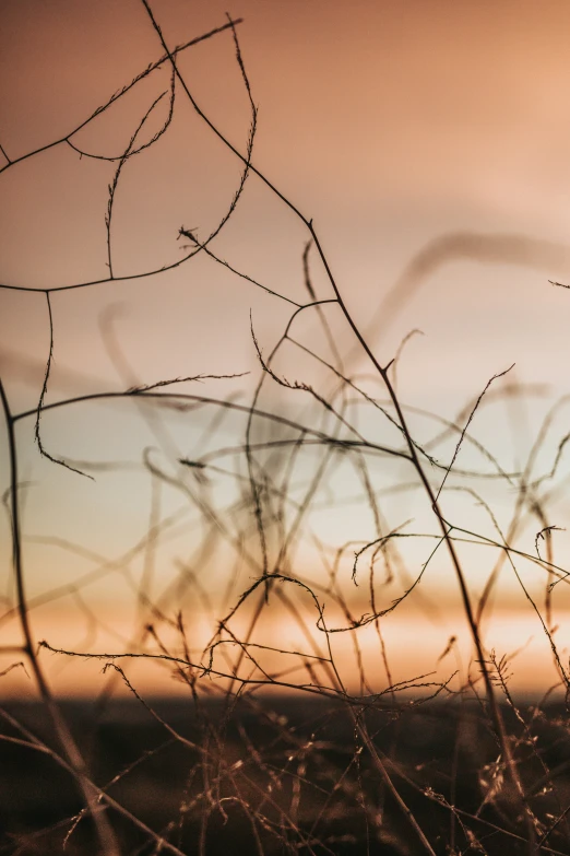 some grass and a clock in the distance