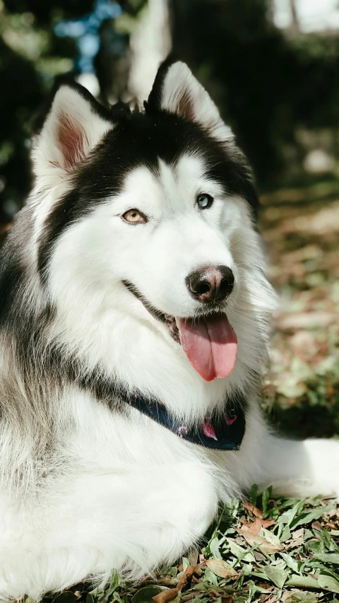 the husky is lying in the grass looking up at soing