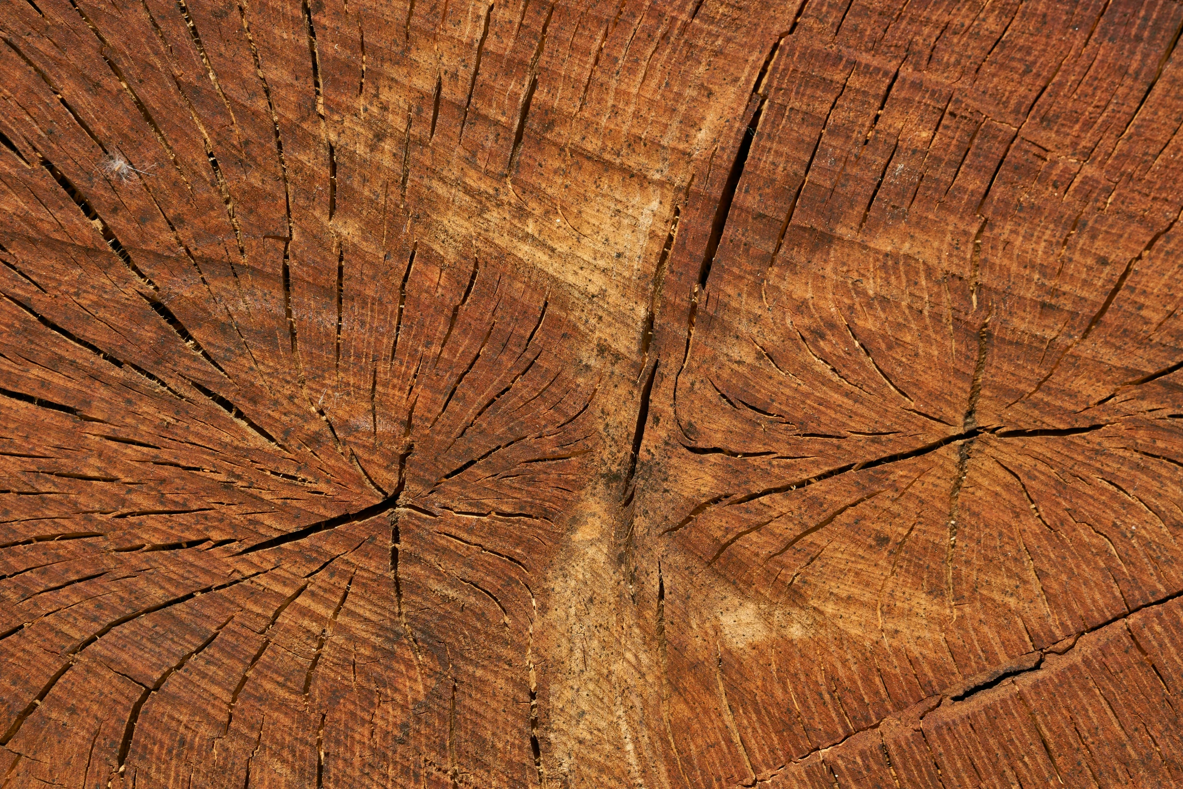 a close up s of a tree showing the thick bark